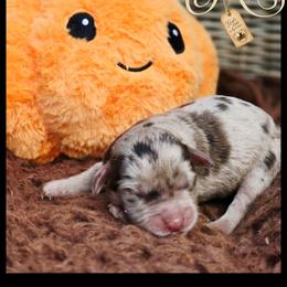 Moby - Price 2500 - Brown merle male Aussiedoodle puppy in Ennis, Texas from God’s Little Aussies