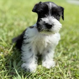Miniature Schnauzer Puppies from Marley’s Babies