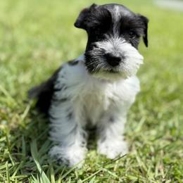 Miniature Schnauzer Puppies from Marley’s Babies