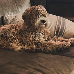 Australian Labradoodle Puppies from Fancy Pants Labradoodles