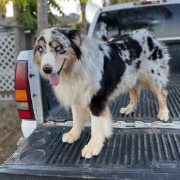 Loki - Australian Shepherd