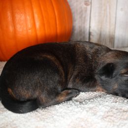 Zyara - Dutch Shepherd