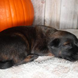 Zyara - Dutch Shepherd