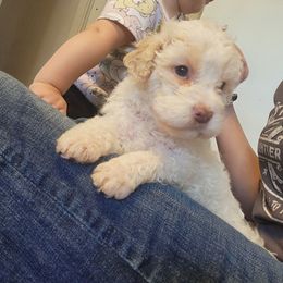 Samson - Orange roan male Lagotto Romagnolo puppy in Lyman, Idaho from Regal Romagnolos