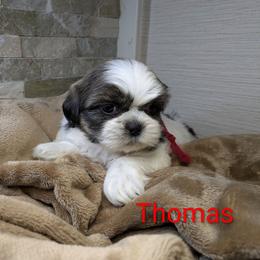Thomas - Tricolor male Shih Tzu puppy in Clyde, North Carolina from Shawgo Pups