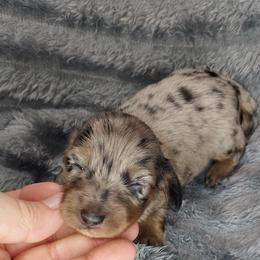 IRVIN - Black and Tan Dapple - Dapple male Dachshund puppy in Swink, Oklahoma from Palali Farm