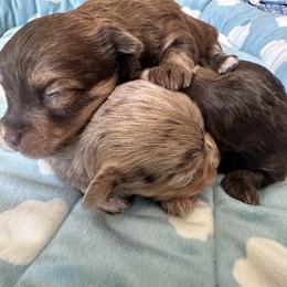 Handsome - Chocolate male Havanese puppy in Arizona from HavaDoggie