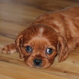 Doc - Ruby male Cavalier King Charles Spaniel puppy in Leonard, Texas from Rising Star Kennels