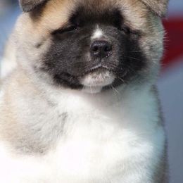  Puppies from Quantum Akitas