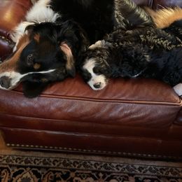 Bernedoodle Puppies from Palmetto Bernedoodles Boutique