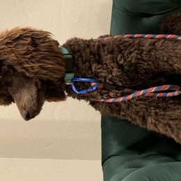Poodles from Crimson Poodles