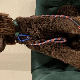 Poodles from Crimson Poodles
