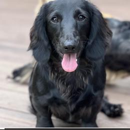 Valor - Black male Dachshund puppy in Gouverneur, New York from Dack Dachshunds