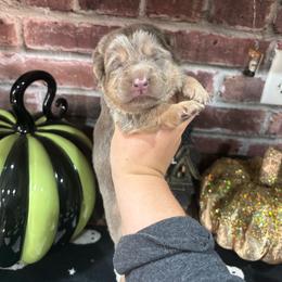 Hazel - Isabella female German Shepherd puppy in Watervliet, Michigan from M&M Shepherd Farms