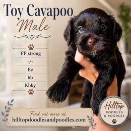 Woody - Chocolate male Cavapoo puppy in Cannon County, Tennessee from Hilltop Doodles and Poodles