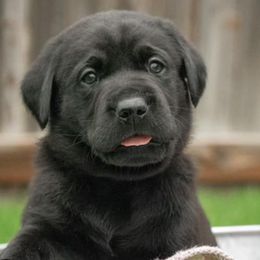 Labrador Retrievers from Essayons Gundogs
