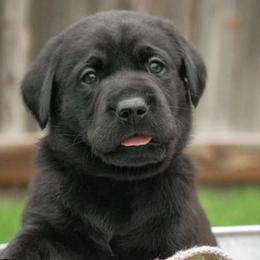 Labrador Retrievers from Essayons Gundogs