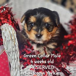 Yorkshire Terrier Puppies from Hip Hoppin Yorkies