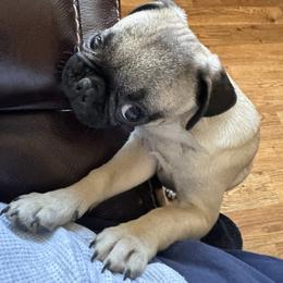 Snow - Fawn female Pug puppy in Indian Trail, North Carolina from Love Pugs