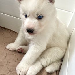 Siberian Husky Puppies from OAZS Pups