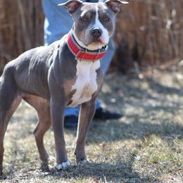 Sunkist - American Bully