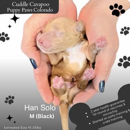 Han Solo - Apricot male Cavapoo puppy in Fort Lupton, Colorado from Puppy Paws Colorado