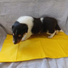Avonlee - Black white and tan female Collie puppy in St Stephens, Wyoming from Desert Kennels