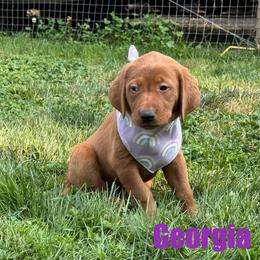 Georgia - Yellow female Labrador Retriever puppy in Tigard, Oregon from Morrison Labrador Retreivers