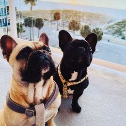 French Bulldogs from DonnieLovesStella French Bulldogs