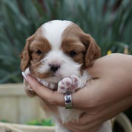 Groot - Blenheim male Cavalier King Charles Spaniel puppy in Lula, Georgia from Cavaliers by Crumley