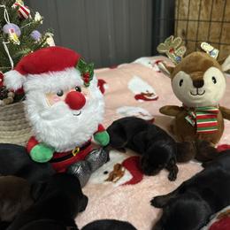 Girl 1 - Black and rust female Doberman Pinscher puppy in Elgin, Texas from New Horizons Kennels