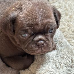 No collar - Black male Pug puppy in Belmont, New Hampshire from Crazy Pugs Haven
