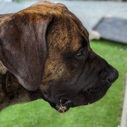 Boerboel All Grown Up from Romboel Farm Dogs