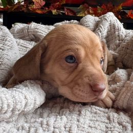 Clay - Cream male Dachshund puppy in Wallingford, Kentucky from Hensley Homestead Dachshunds