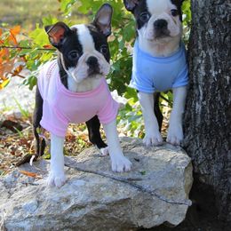 Boston Terrier and Italian Greyhound Puppies from 4Ever Boston Terriers & Italian Greyhounds