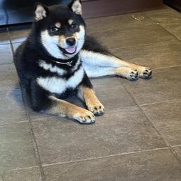 Shiba Inu and Shikoku Ken All Grown Up from Sierra Ohkami Kennel