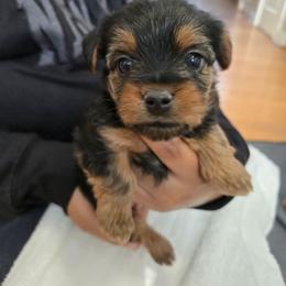 Girl 6 - Black and tan female Yorkshire Terrier puppy in Virginia Beach, Virginia from Andre's Yorkshire Terriers