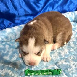 Slate - Red and white male Siberian Husky puppy in Vail, Iowa from Homegrown Huskies