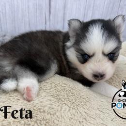 Feta - Black and white female Pomsky puppy in Eastman, Georgia from Once Upon A Pomsky