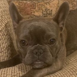 French Bulldogs from Kim Greene's French Bulldogs