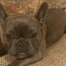 French Bulldogs from Kim Greene's French Bulldogs