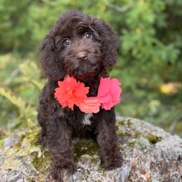 London - Brown female Cavapoo puppy in Bellingham, Washington from My Sweet Poodles and Doodles