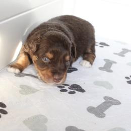 Shadow - Red tri male Miniature Australian Shepherd puppy in Fort Smith, Arkansas from Rye Hill Aussies