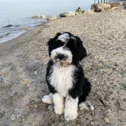 Portuguese Water Dog Puppies from Prestige Portuguese Water Dogs