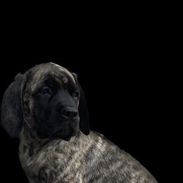Mastiff Puppies from Eagle Pond Mastiffs