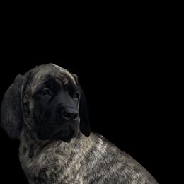 Mastiff Puppies from Eagle Pond Mastiffs