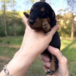 Baby Boy Orange - Black and tan male Airedale Terrier puppy in Mooresville, North Carolina from Farm 55