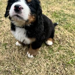 Bernese Mountain Dog Puppies from Julia Bonds