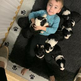 Sheepadoodle Puppies from The Farms Precious Doodles