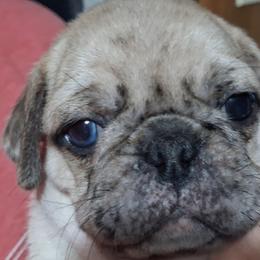 Lilac or White Male with blue eye and blue Merle eye - White male Pug puppy in Gadsden, Alabama from Carla's Pugs